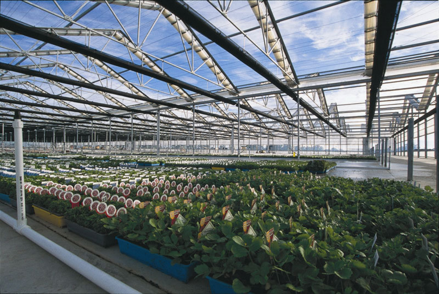 Why You Should Use Laserlite Polycarbonate Sheets For Your Greenhouse Alsynite One Nz Ltd